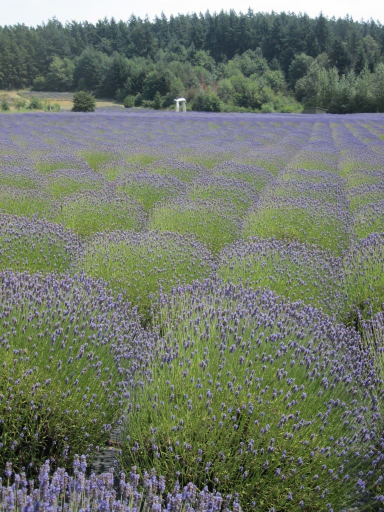 Pelindaba Lavender Farm