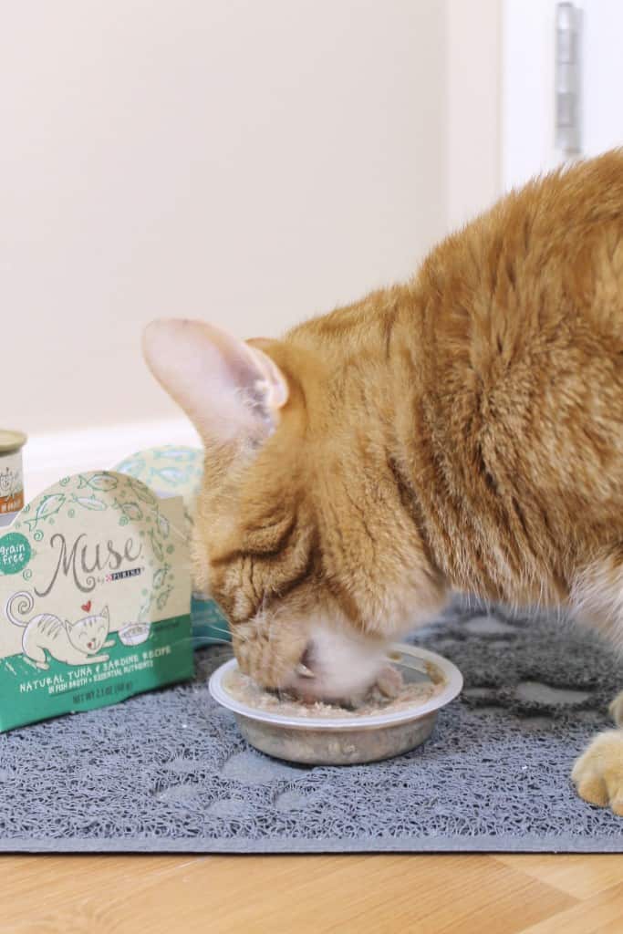 MyCatMyMuse 1