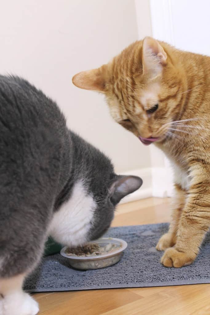 MyCatMyMuse 2
