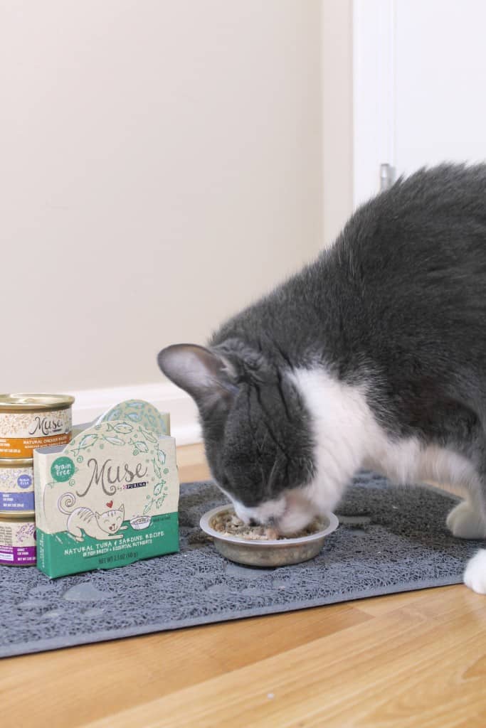 MyCatMyMuse 3