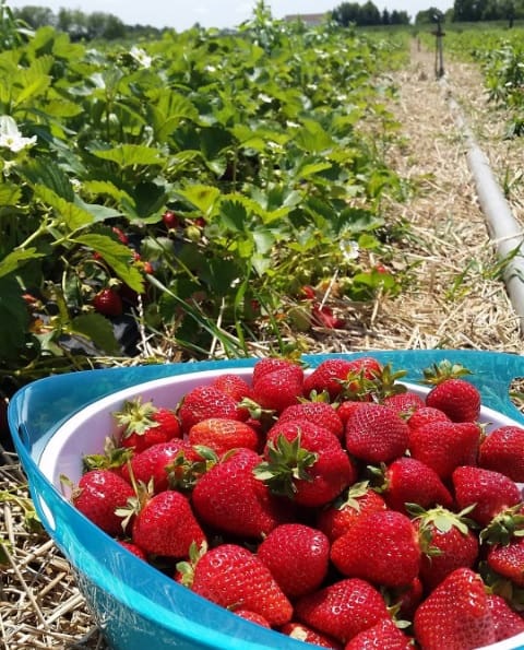 Snapware Strawberries