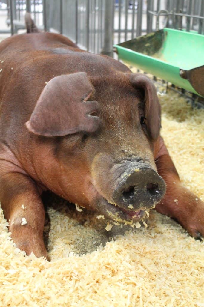 Ohio State Fair 12