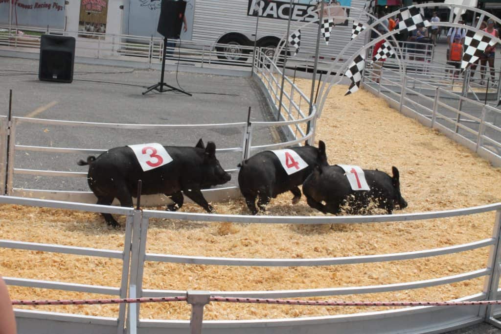Ohio State Fair 7