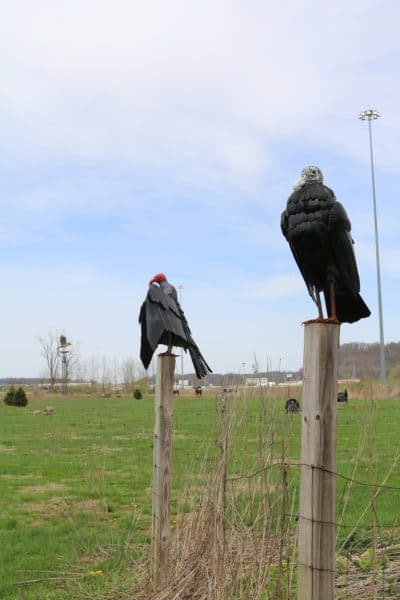 Flight of the Hawk Park