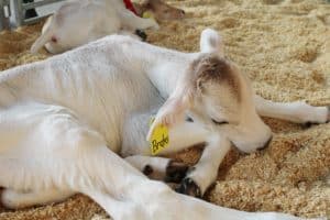 Baby Calf Ohio State Fair