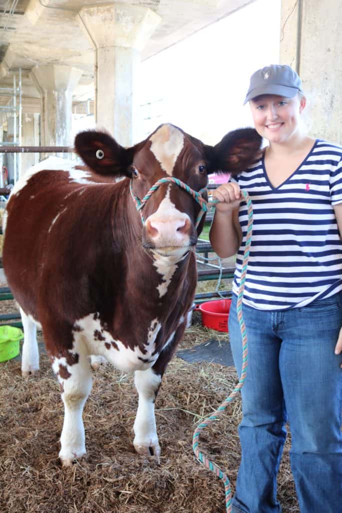 Ohio State Fair Cow