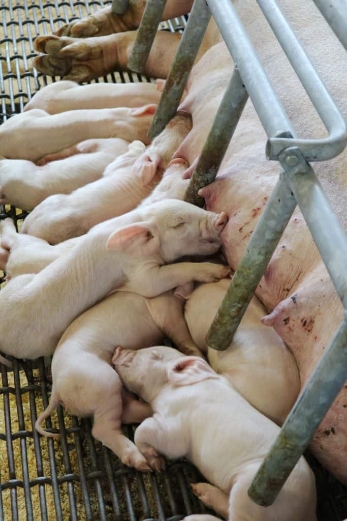 Ohio State Fair Piglets