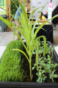 Ohio Wheat Corn Soy