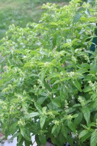 Basil Pesto Salad Dressing 3