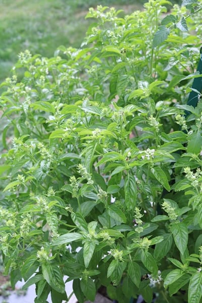 Basil Pesto Salad Dressing 3