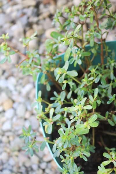 Purslane