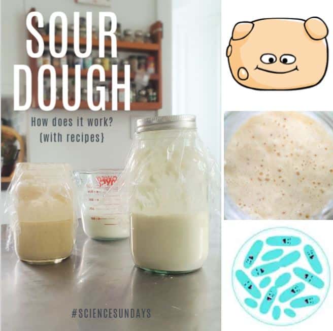 Sourdough #ScienceSundays