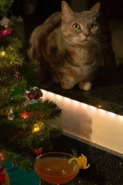 Hale-Bopp Cocktail with Cat