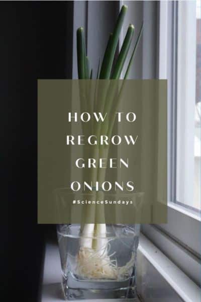 How to Regrow Green Onions #thespiffycookie #veggiescraps #reducefoodwaste