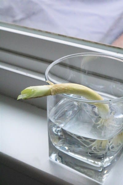 How to Regrow Green Onions in Water