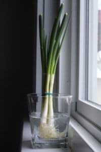 Regrow Green Onions