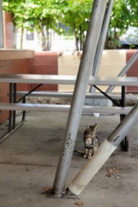 Frostop Root Beer Drive-In Cat